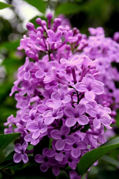 丁香花（学名：Syringa Linn.）：又称紫丁香属，该属植物是落叶灌木或小乔木；大部供观赏用，有些种类的花可提制芳香油，亦为蜜源植物，木材供建筑和家具用。共35种，不包括自然杂交种，主要分布于中国、朝鲜、喜马…