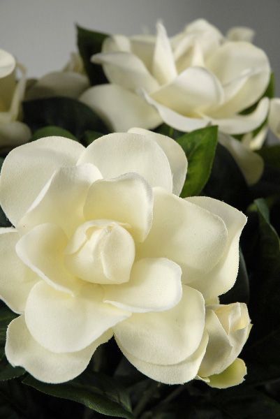 梔子花(學名:gardenia jasminoides),又名梔子,黃梔子,龍膽目茜草科.