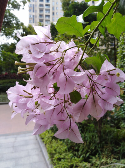 美丽了一整个秋天的浅茄三角梅