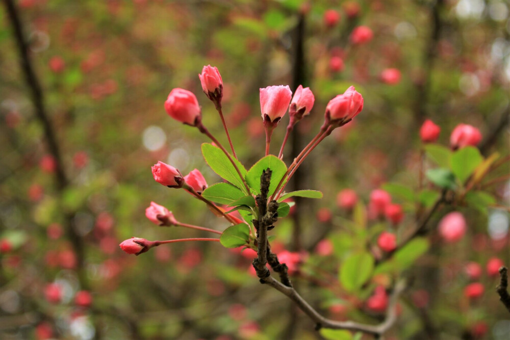 小花花