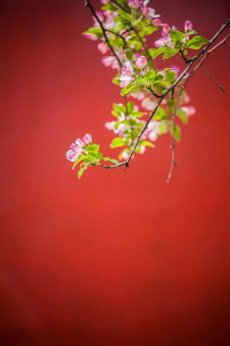 紅牆花景