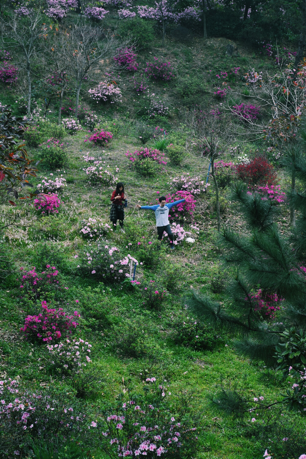 杜鹃花