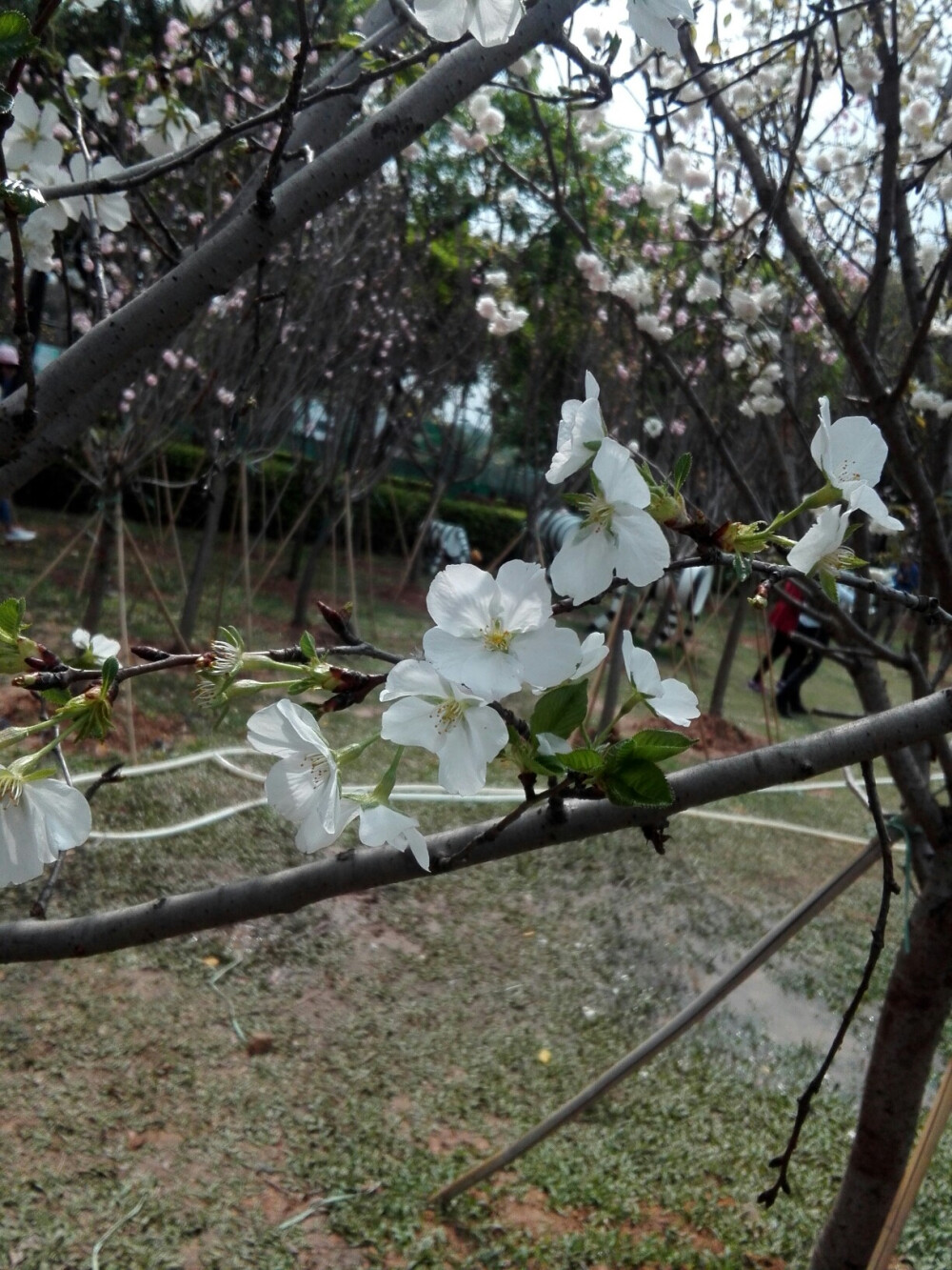 春天也是新绽的樱花的季节，雪白的普贤象和粉色的八重樱交相辉映，如烟如云，一大团一大团，像是天上的云坠入了此间，美不胜收。