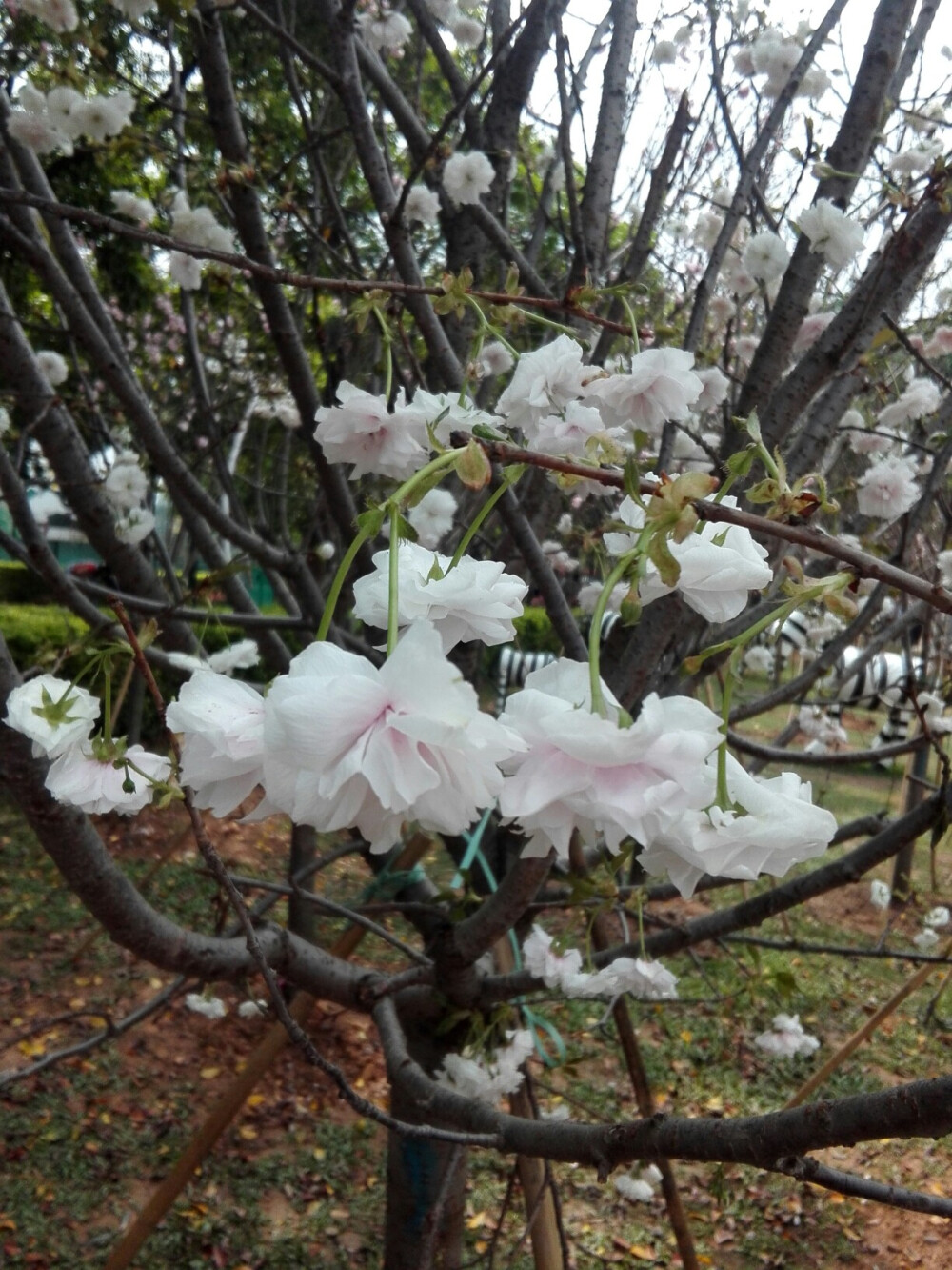 春天也是新绽的樱花的季节，雪白的普贤象和粉色的八重樱交相辉映，如烟如云，一大团一大团，像是天上的云坠入了此间，美不胜收。