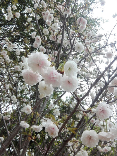 春天也是新绽的樱花的季节，雪白的普贤象和粉色的八重樱交相辉映，如烟如云，一大团一大团，像是天上的云坠入了此间，美不胜收。