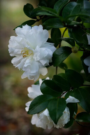 山茶花