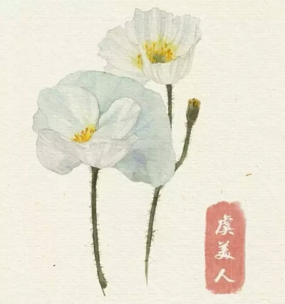 水彩教程 花卉插图 虞美人