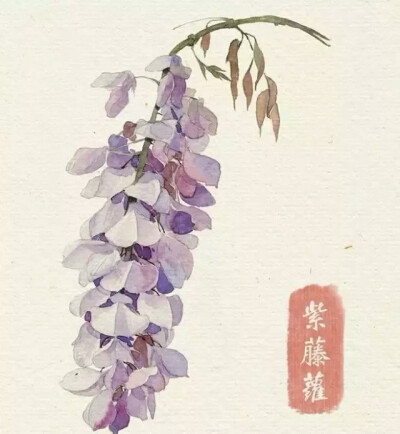 水彩教程 花卉插图 紫藤萝