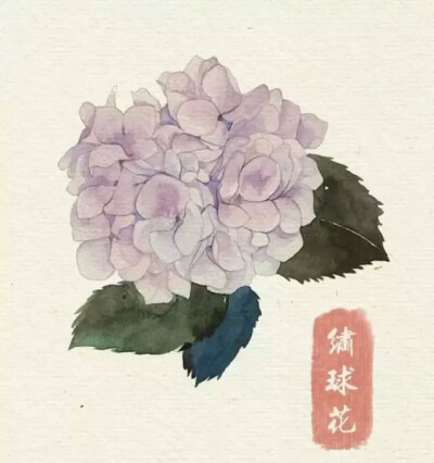 水彩教程 花卉插图 绣球花