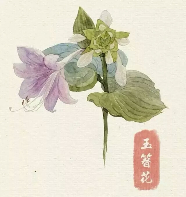 水彩教程 花卉插图 玉簪花