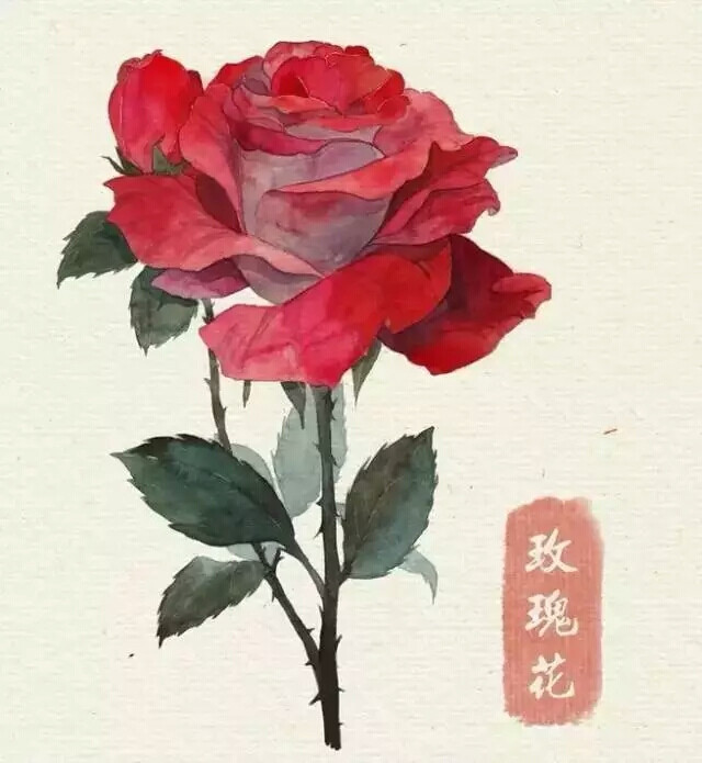 水彩教程 花卉插图 玫瑰