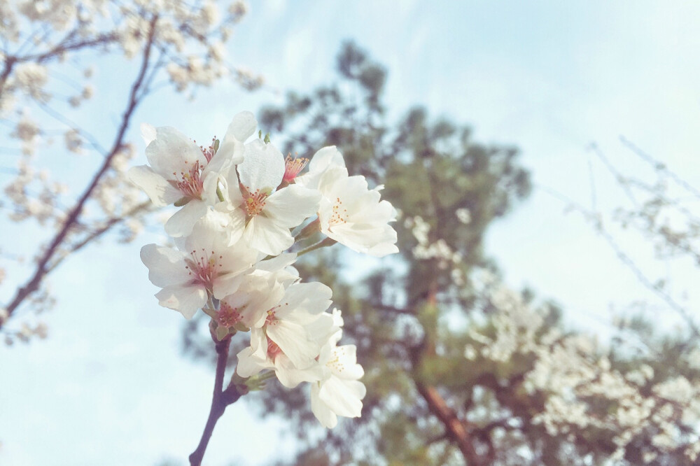 杭州·太子湾 樱花