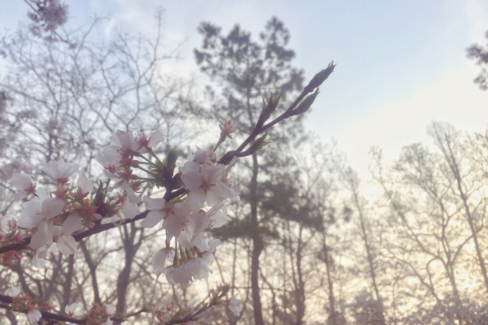 杭州·太子湾 樱花