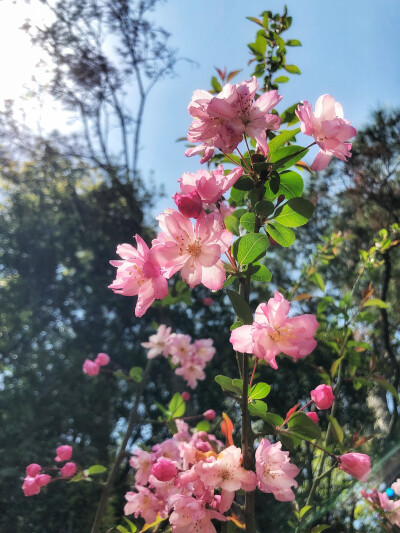 垂丝海棠（花语：温和 美丽 快乐）