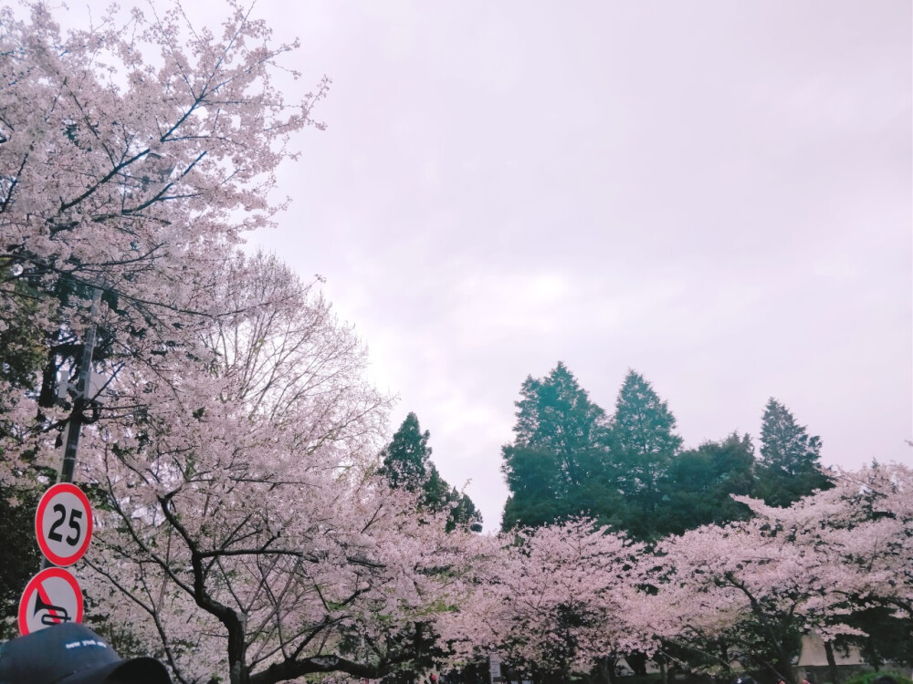 武大樱花