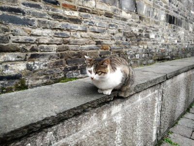 气场强大的小猫