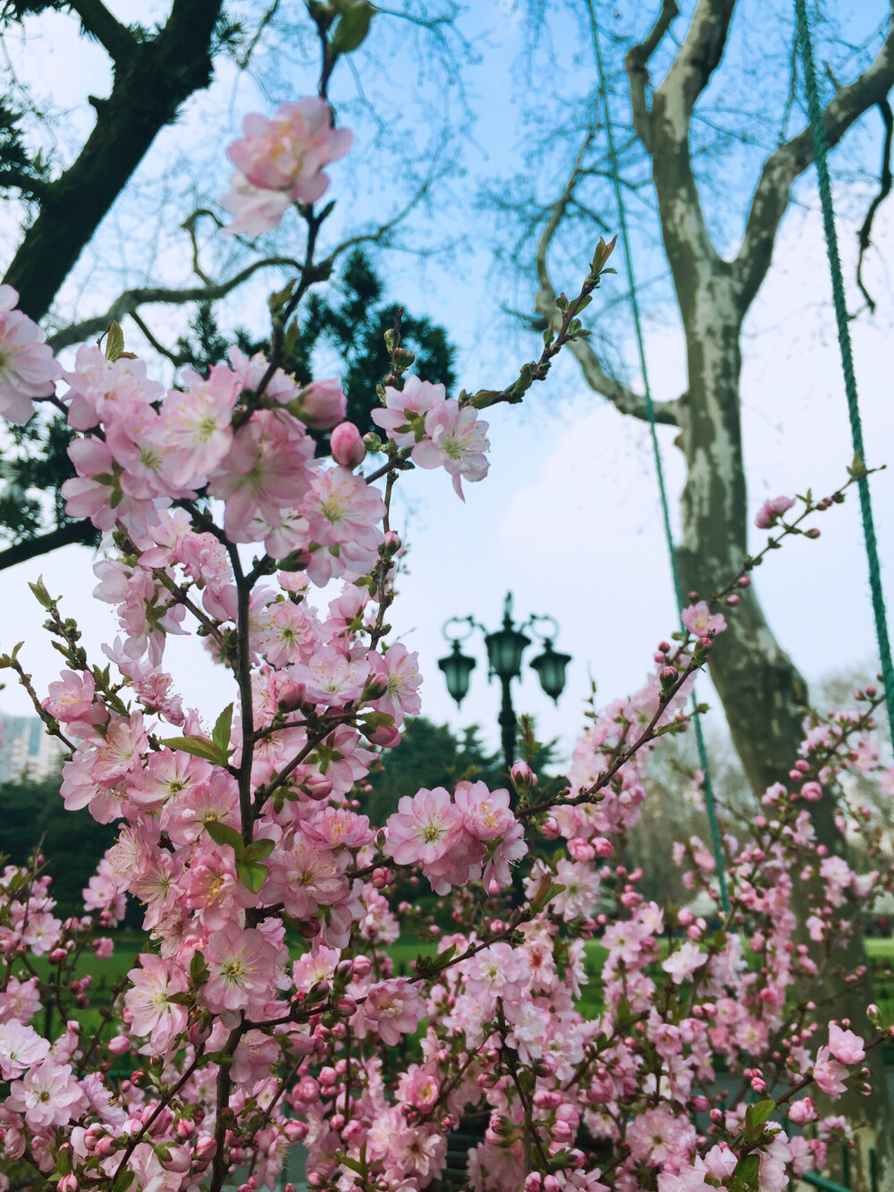 春日场景