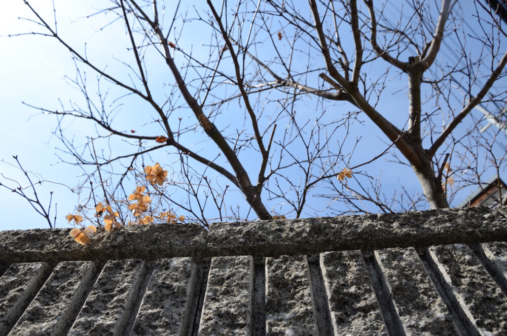 花未满开、阳光已满。一天很长、却也很快。喜欢午后的慵懒、也爱夕阳余晖夜幕低垂。