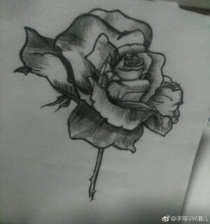 玫瑰花 手绘 随手画 素描 