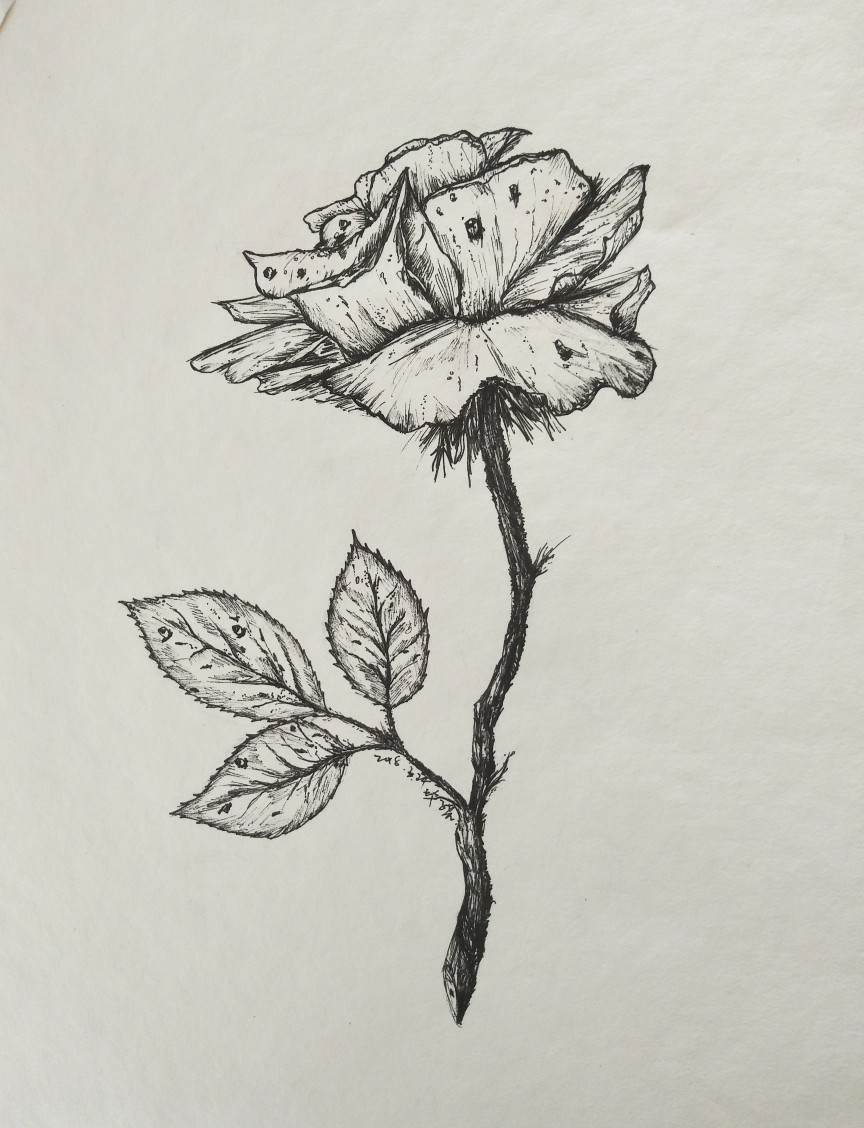 线描玫瑰