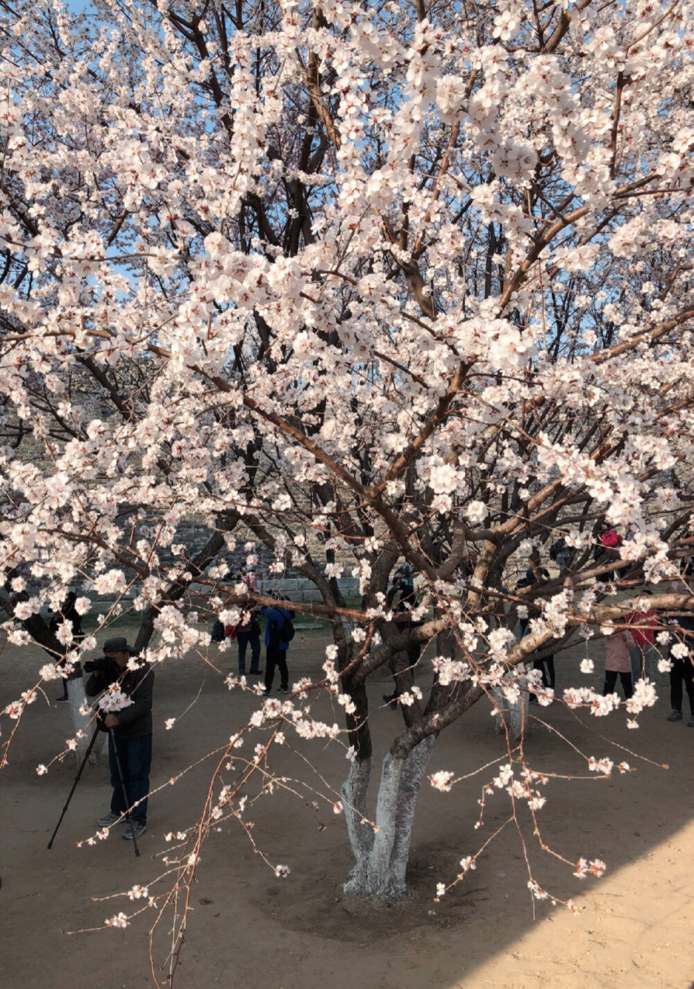 又是一年赏花季