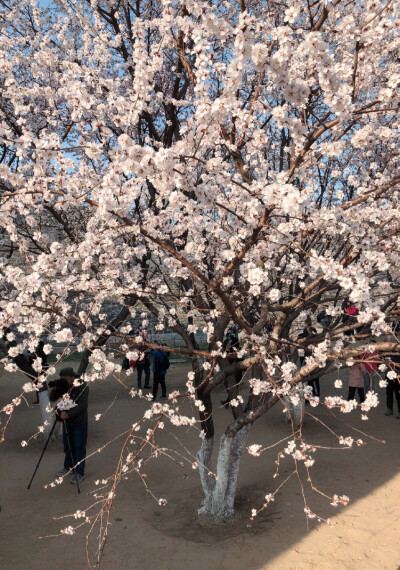 又是一年赏花季