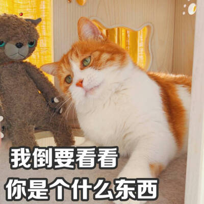 橘猫