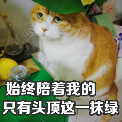 橘猫