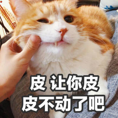 橘猫