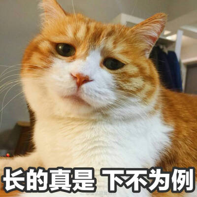 橘猫