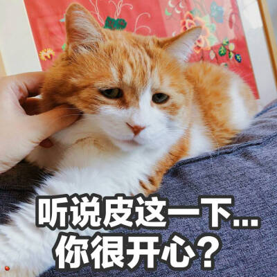 橘猫