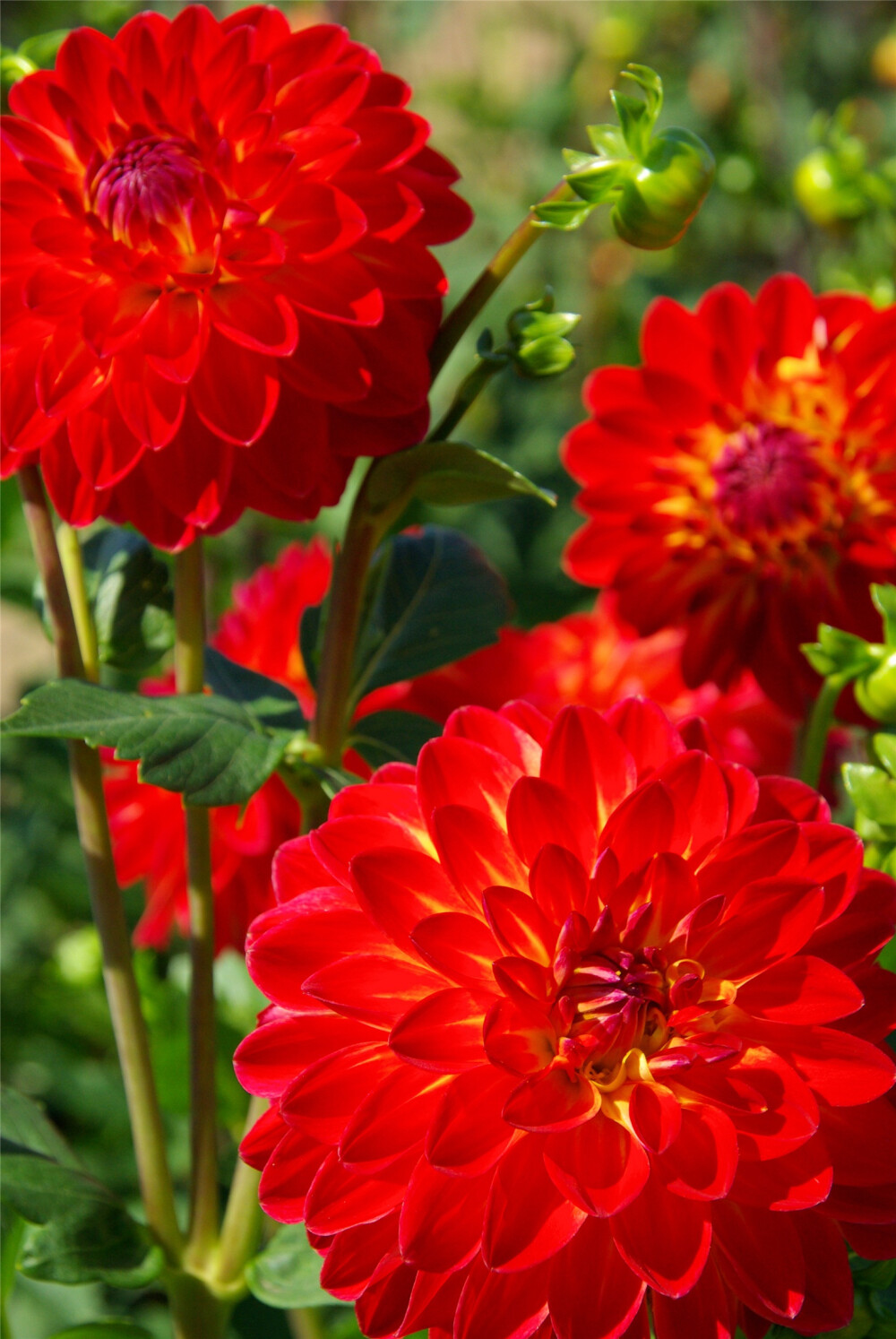 大丽花（Dahlia pinnata Cav.），别名大理花、天竺牡丹、东洋菊、大丽菊、地瓜花，菊科、大丽花属植物，多年生草本，有巨大棒状块根。茎直立，多分枝，高1.5-2米，粗壮。原产于墨西哥，墨西哥人把它视为大方、富丽的象征，因此将它尊为国花。