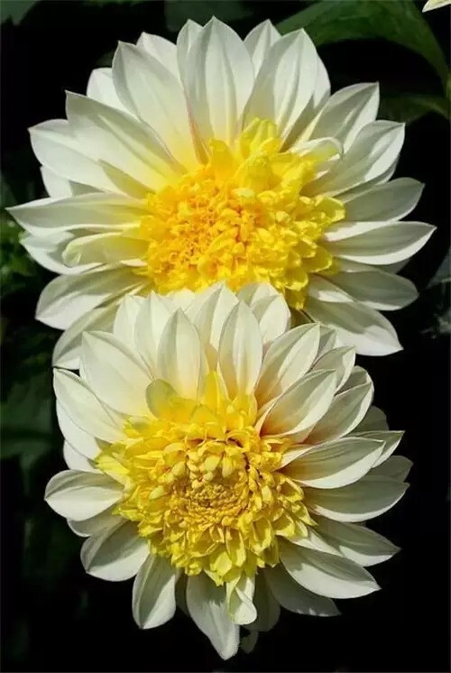 大丽花（Dahlia pinnata Cav.），别名大理花、天竺牡丹、东洋菊、大丽菊、地瓜花，菊科、大丽花属植物，多年生草本，有巨大棒状块根。茎直立，多分枝，高1.5-2米，粗壮。原产于墨西哥，墨西哥人把它视为大方、富丽的象征，因此将它尊为国花。