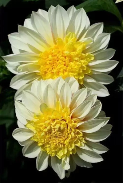 大丽花（Dahlia pinnata Cav.），别名大理花、天竺牡丹、东洋菊、大丽菊、地瓜花，菊科、大丽花属植物，多年生草本，有巨大棒状块根。茎直立，多分枝，高1.5-2米，粗壮。原产于墨西哥，墨西哥人把它视为大方、富丽的…