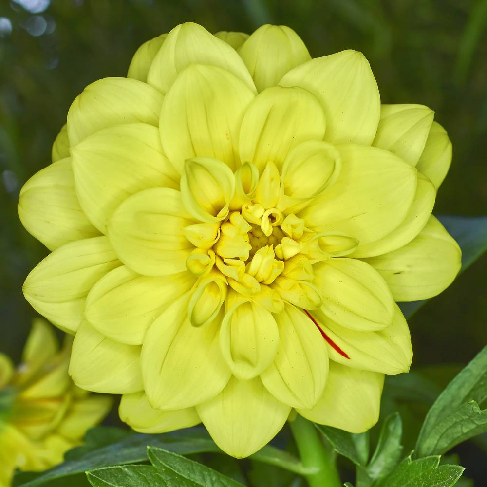 大丽花（Dahlia pinnata Cav.），别名大理花、天竺牡丹、东洋菊、大丽菊、地瓜花，菊科、大丽花属植物，多年生草本，有巨大棒状块根。茎直立，多分枝，高1.5-2米，粗壮。原产于墨西哥，墨西哥人把它视为大方、富丽的象征，因此将它尊为国花。