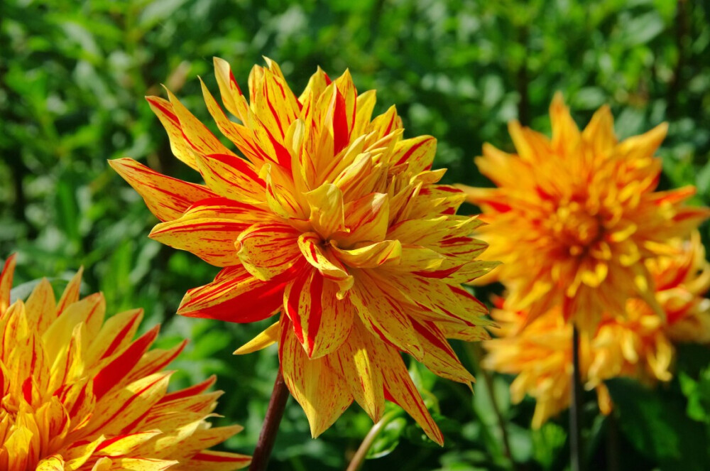 大丽花（Dahlia pinnata Cav.），别名大理花、天竺牡丹、东洋菊、大丽菊、地瓜花，菊科、大丽花属植物，多年生草本，有巨大棒状块根。茎直立，多分枝，高1.5-2米，粗壮。原产于墨西哥，墨西哥人把它视为大方、富丽的象征，因此将它尊为国花。