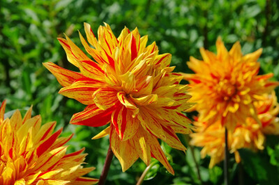 大丽花（Dahlia pinnata Cav.），别名大理花、天竺牡丹、东洋菊、大丽菊、地瓜花，菊科、大丽花属植物，多年生草本，有巨大棒状块根。茎直立，多分枝，高1.5-2米，粗壮。原产于墨西哥，墨西哥人把它视为大方、富丽的…