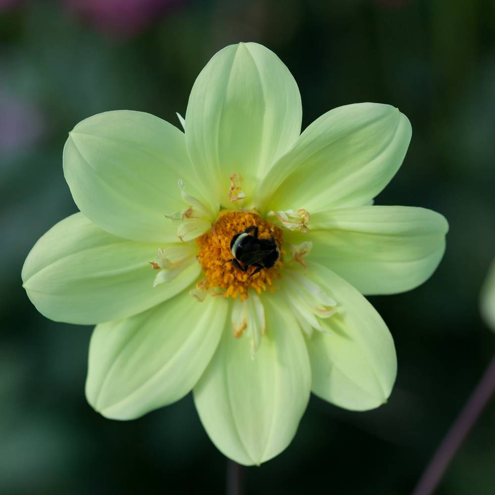 大丽花（Dahlia pinnata Cav.），别名大理花、天竺牡丹、东洋菊、大丽菊、地瓜花，菊科、大丽花属植物，多年生草本，有巨大棒状块根。茎直立，多分枝，高1.5-2米，粗壮。原产于墨西哥，墨西哥人把它视为大方、富丽的象征，因此将它尊为国花。