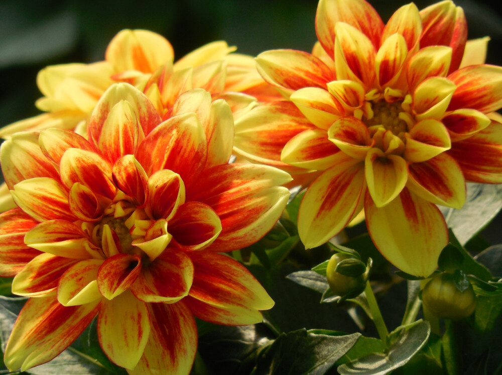 大丽花（Dahlia pinnata Cav.），别名大理花、天竺牡丹、东洋菊、大丽菊、地瓜花，菊科、大丽花属植物，多年生草本，有巨大棒状块根。茎直立，多分枝，高1.5-2米，粗壮。原产于墨西哥，墨西哥人把它视为大方、富丽的象征，因此将它尊为国花。