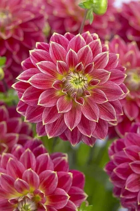 大丽花（Dahlia pinnata Cav.），别名大理花、天竺牡丹、东洋菊、大丽菊、地瓜花，菊科、大丽花属植物，多年生草本，有巨大棒状块根。茎直立，多分枝，高1.5-2米，粗壮。原产于墨西哥，墨西哥人把它视为大方、富丽的象征，因此将它尊为国花。