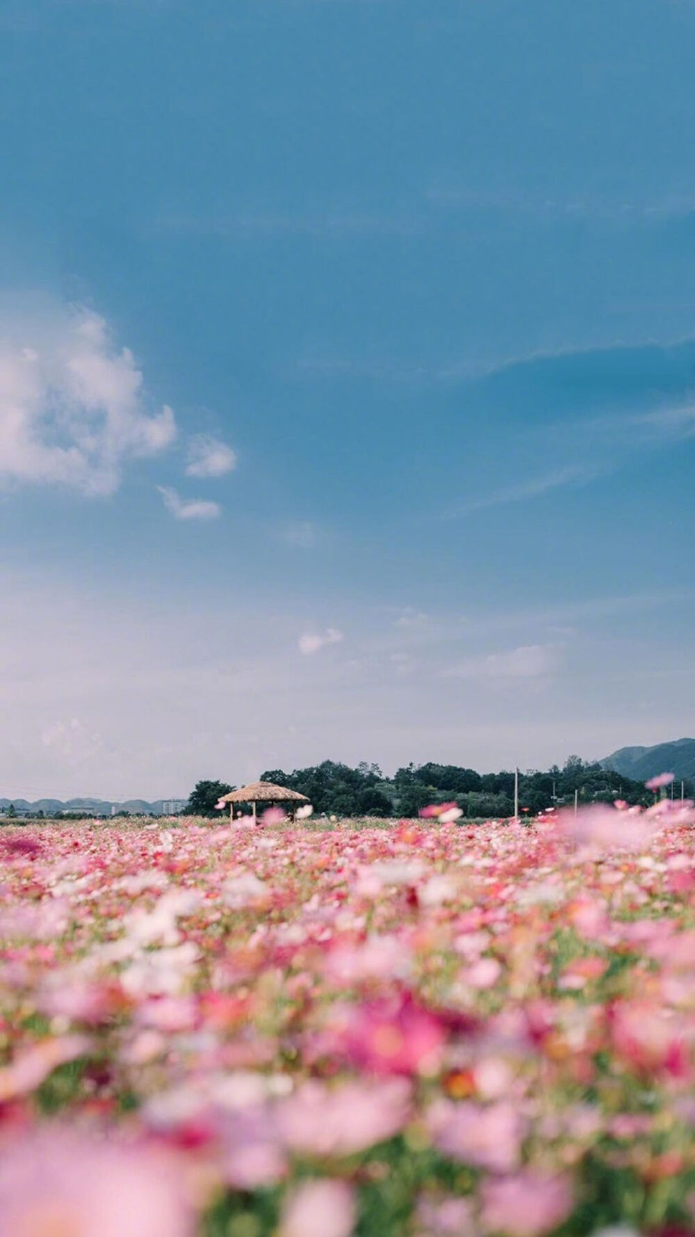 蓝天青草地