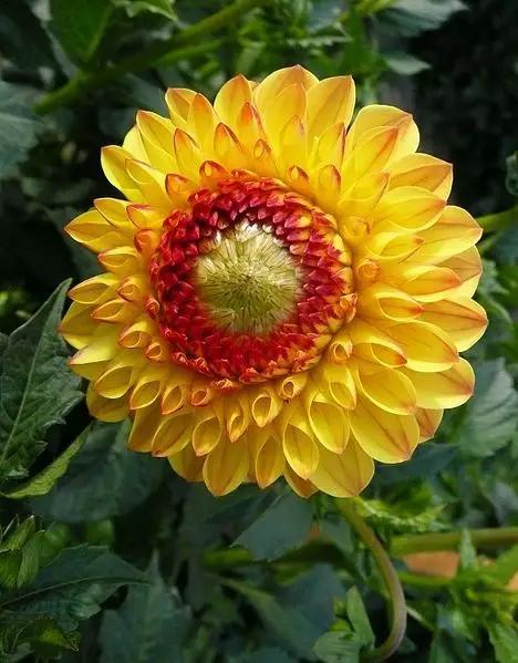 大丽花（Dahlia pinnata Cav.），别名大理花、天竺牡丹、东洋菊、大丽菊、地瓜花，菊科、大丽花属植物，多年生草本，有巨大棒状块根。茎直立，多分枝，高1.5-2米，粗壮。原产于墨西哥，墨西哥人把它视为大方、富丽的象征，因此将它尊为国花。