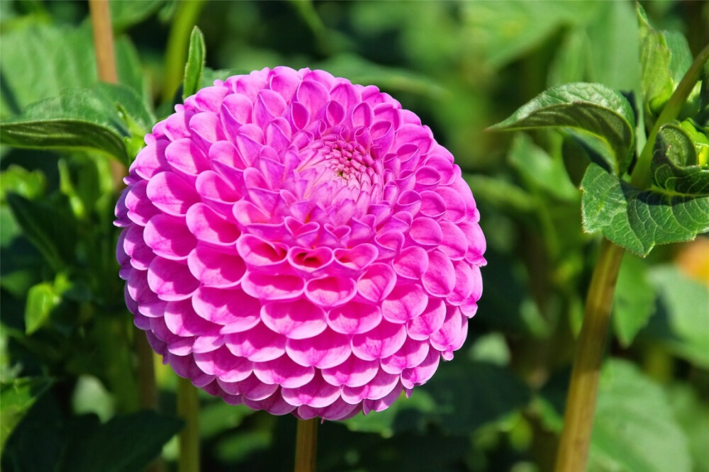 大丽花（Dahlia pinnata Cav.），别名大理花、天竺牡丹、东洋菊、大丽菊、地瓜花，菊科、大丽花属植物，多年生草本，有巨大棒状块根。茎直立，多分枝，高1.5-2米，粗壮。原产于墨西哥，墨西哥人把它视为大方、富丽的象征，因此将它尊为国花。