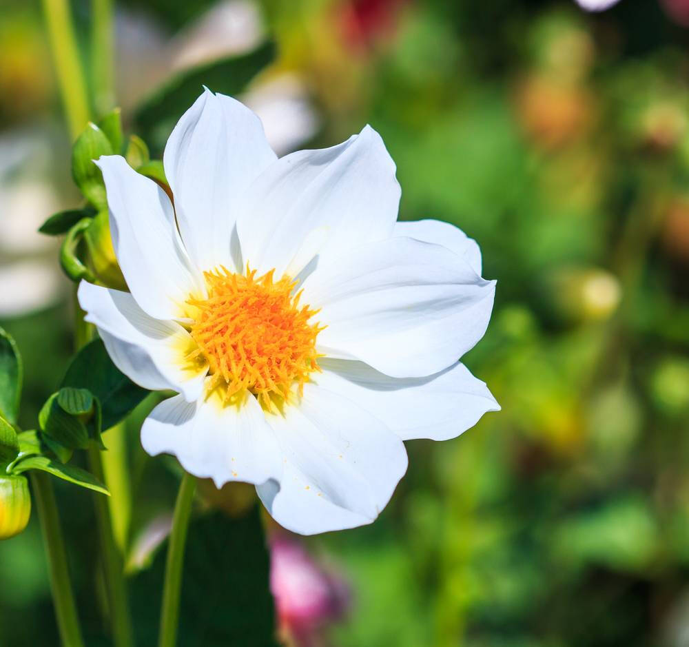 大丽花（Dahlia pinnata Cav.），别名大理花、天竺牡丹、东洋菊、大丽菊、地瓜花，菊科、大丽花属植物，多年生草本，有巨大棒状块根。茎直立，多分枝，高1.5-2米，粗壮。原产于墨西哥，墨西哥人把它视为大方、富丽的象征，因此将它尊为国花。