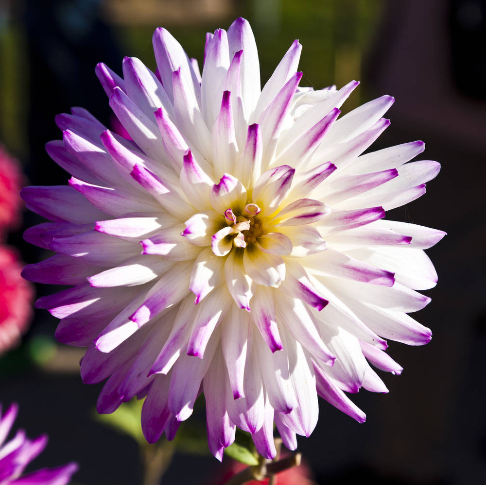 大丽花（Dahlia pinnata Cav.），别名大理花、天竺牡丹、东洋菊、大丽菊、地瓜花，菊科、大丽花属植物，多年生草本，有巨大棒状块根。茎直立，多分枝，高1.5-2米，粗壮。原产于墨西哥，墨西哥人把它视为大方、富丽的象征，因此将它尊为国花。