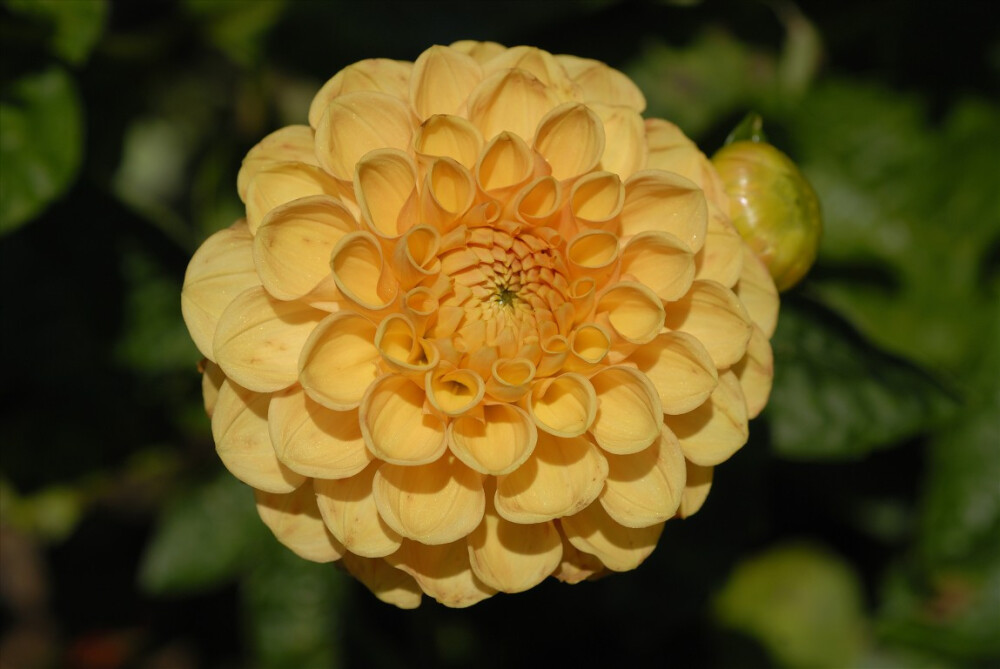 大丽花（Dahlia pinnata Cav.），别名大理花、天竺牡丹、东洋菊、大丽菊、地瓜花，菊科、大丽花属植物，多年生草本，有巨大棒状块根。茎直立，多分枝，高1.5-2米，粗壮。原产于墨西哥，墨西哥人把它视为大方、富丽的象征，因此将它尊为国花。