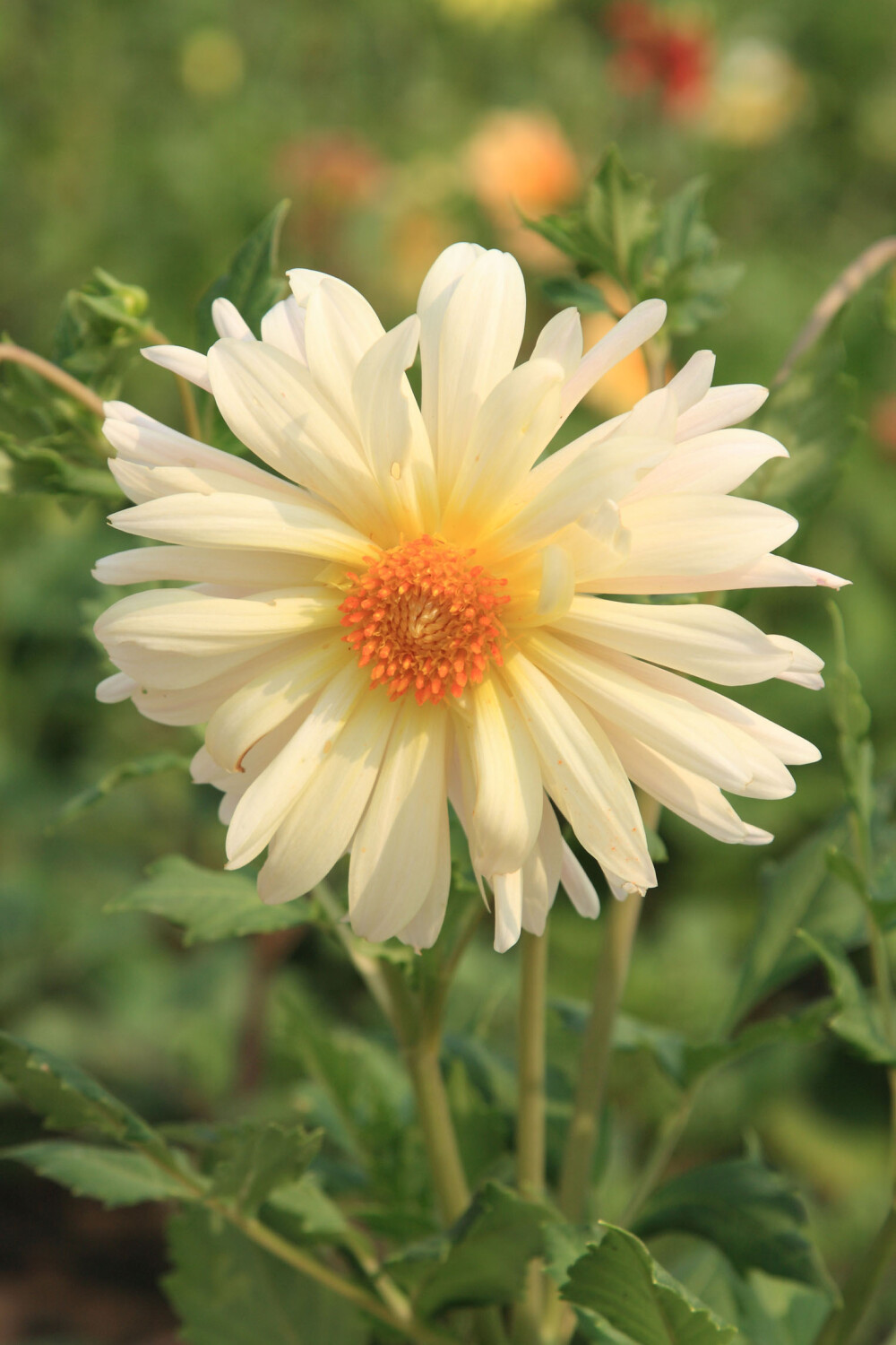 大丽花（Dahlia pinnata Cav.），别名大理花、天竺牡丹、东洋菊、大丽菊、地瓜花，菊科、大丽花属植物，多年生草本，有巨大棒状块根。茎直立，多分枝，高1.5-2米，粗壮。原产于墨西哥，墨西哥人把它视为大方、富丽的象征，因此将它尊为国花。