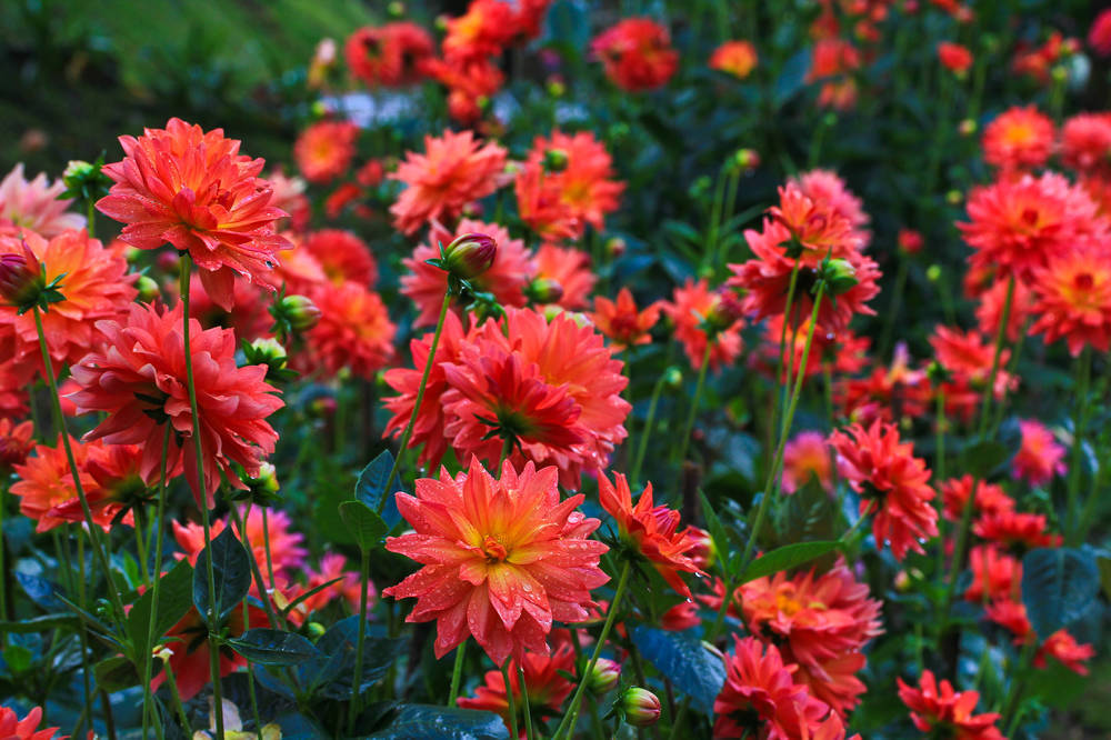 大丽花（Dahlia pinnata Cav.），别名大理花、天竺牡丹、东洋菊、大丽菊、地瓜花，菊科、大丽花属植物，多年生草本，有巨大棒状块根。茎直立，多分枝，高1.5-2米，粗壮。原产于墨西哥，墨西哥人把它视为大方、富丽的象征，因此将它尊为国花。