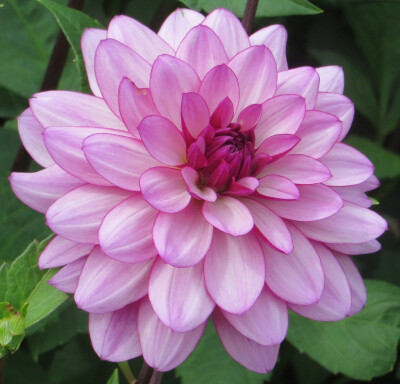 大丽花（Dahlia pinnata Cav.），别名大理花、天竺牡丹、东洋菊、大丽菊、地瓜花，菊科、大丽花属植物，多年生草本，有巨大棒状块根。茎直立，多分枝，高1.5-2米，粗壮。原产于墨西哥，墨西哥人把它视为大方、富丽的…