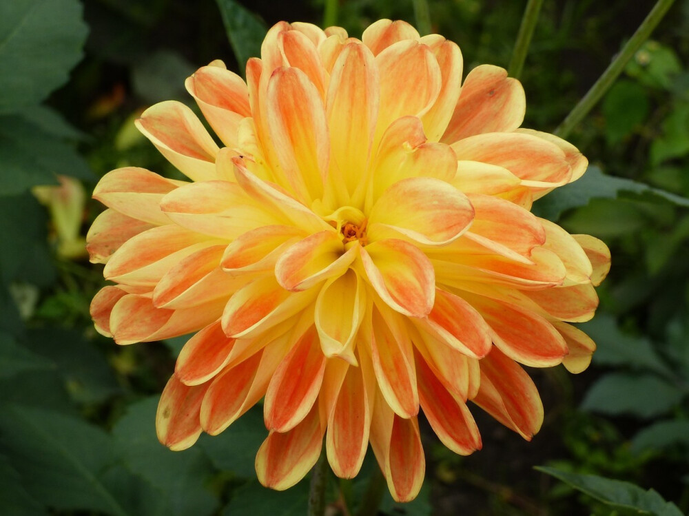 大丽花（Dahlia pinnata Cav.），别名大理花、天竺牡丹、东洋菊、大丽菊、地瓜花，菊科、大丽花属植物，多年生草本，有巨大棒状块根。茎直立，多分枝，高1.5-2米，粗壮。原产于墨西哥，墨西哥人把它视为大方、富丽的象征，因此将它尊为国花。